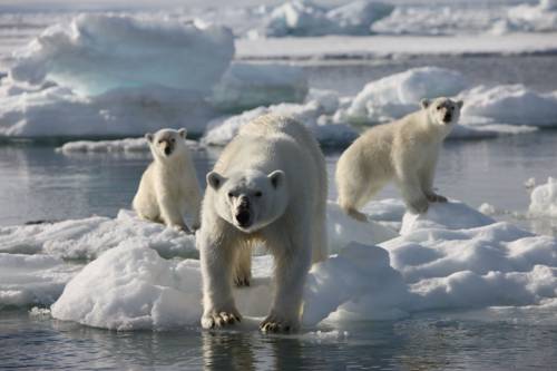 Svalbard Hotell